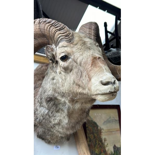 1788 - A TAXIDERMY RAMS HEAD, 50CM (H) X 50CM (W) / ALL LOTS ARE LOCATED IN SL0 9LG, REGRETFULLY WE DO NOT ... 