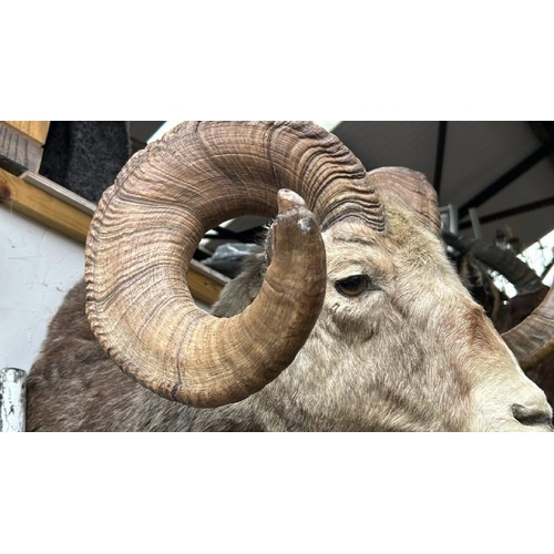 1788 - A TAXIDERMY RAMS HEAD, 50CM (H) X 50CM (W) / ALL LOTS ARE LOCATED IN SL0 9LG, REGRETFULLY WE DO NOT ... 