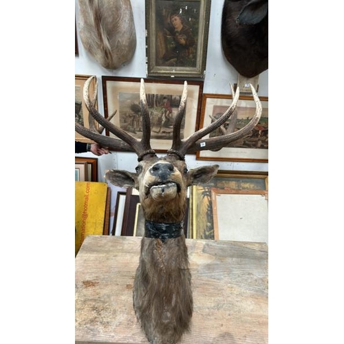 1789 - A TAXIDERMY STAG HEAD, 170CM (H) X 100CM (W) AT TIP OF ANTLERS / ALL LOTS ARE LOCATED IN SL0 9LG, RE... 