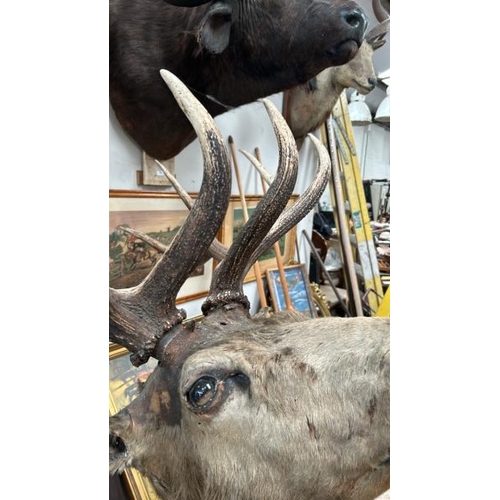 1789 - A TAXIDERMY STAG HEAD, 170CM (H) X 100CM (W) AT TIP OF ANTLERS / ALL LOTS ARE LOCATED IN SL0 9LG, RE... 