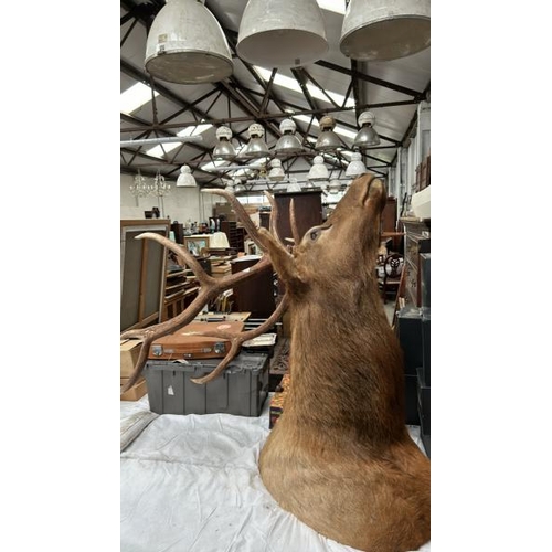 1790 - A TAXIDERMY STAG HEAD, 140CM (H) X 54CM (W) AT TIP OF ANTLERS / ALL LOTS ARE LOCATED IN SL0 9LG, REG... 