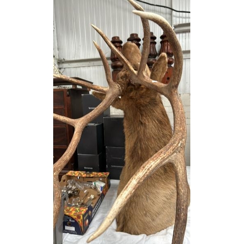 1790 - A TAXIDERMY STAG HEAD, 140CM (H) X 54CM (W) AT TIP OF ANTLERS / ALL LOTS ARE LOCATED IN SL0 9LG, REG... 