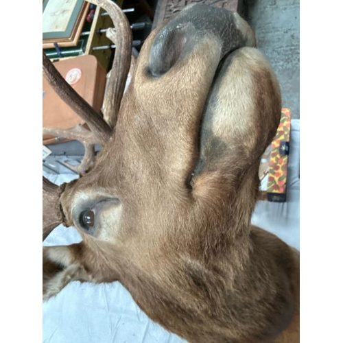 1790 - A TAXIDERMY STAG HEAD, 140CM (H) X 54CM (W) AT TIP OF ANTLERS / ALL LOTS ARE LOCATED IN SL0 9LG, REG... 