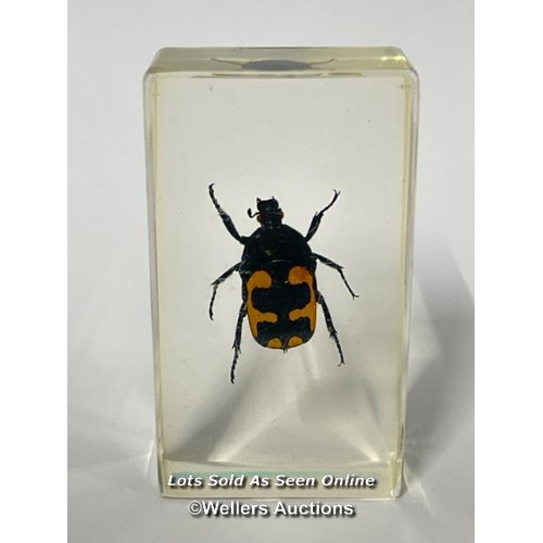 101 - Six insects in resin / AN17