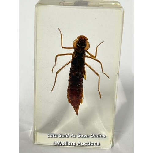 101 - Six insects in resin / AN17