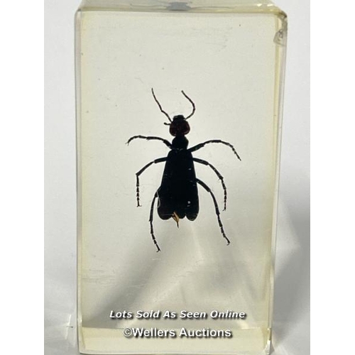 101 - Six insects in resin / AN17