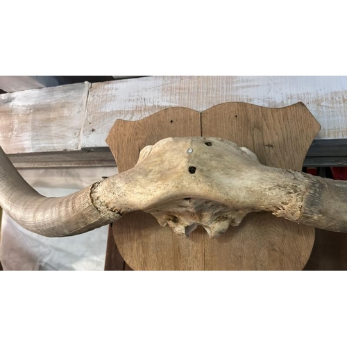 560 - Bull horns mounted on plaque, approx. 150cm (w)  / All lots are located at The Barn, Hampstead Farm,... 