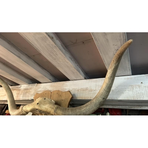 560 - Bull horns mounted on plaque, approx. 150cm (w)  / All lots are located at The Barn, Hampstead Farm,... 