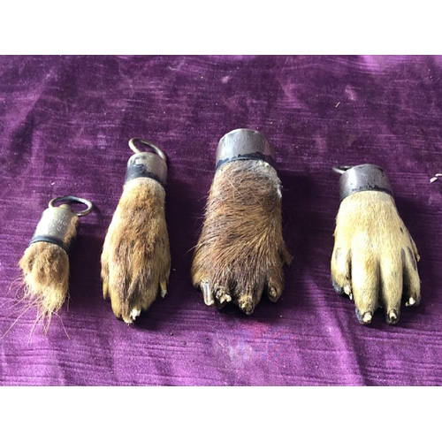 79 - Taxidermy presentation feet with enscriptions and two ferrules are hallmarked  / All lots are locate... 