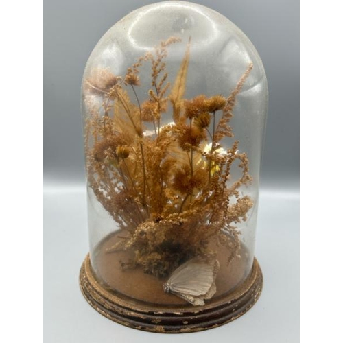 252 - Taxidermy butterfly or moth with glass dome as found, 20cm high, 17cm diameter  / All lots are locat... 