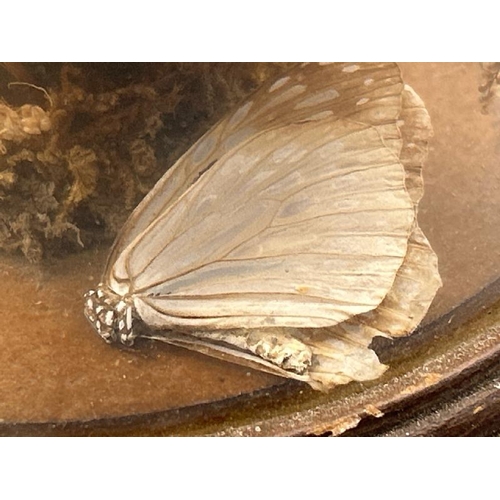 252 - Taxidermy butterfly or moth with glass dome as found, 20cm high, 17cm diameter  / All lots are locat... 