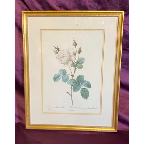 926 - A 20th century framed and glazed rose print / All lots are located at The Barn, Hampstead Farm, Nr H... 