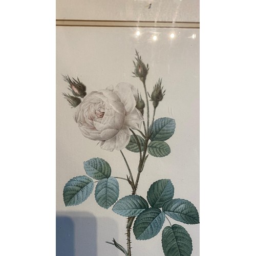 926 - A 20th century framed and glazed rose print / All lots are located at The Barn, Hampstead Farm, Nr H... 