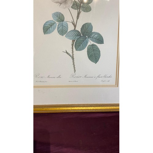 926 - A 20th century framed and glazed rose print / All lots are located at The Barn, Hampstead Farm, Nr H... 