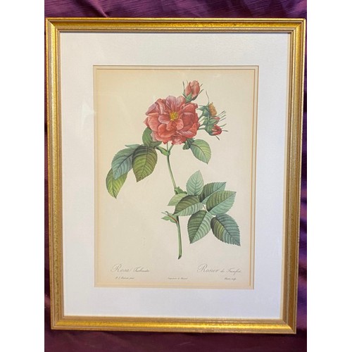 927 - A 20th century framed and glazed rose print / All lots are located at The Barn, Hampstead Farm, Nr H... 