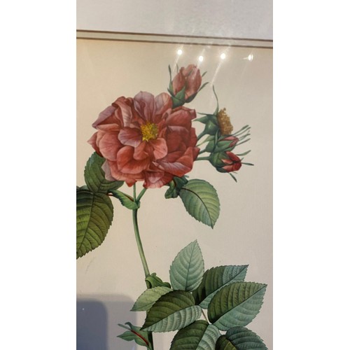 927 - A 20th century framed and glazed rose print / All lots are located at The Barn, Hampstead Farm, Nr H... 