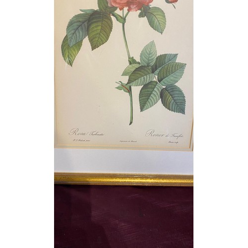 927 - A 20th century framed and glazed rose print / All lots are located at The Barn, Hampstead Farm, Nr H... 