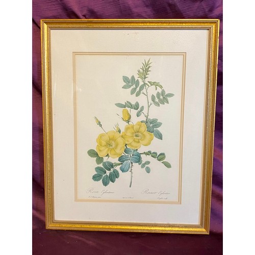 928 - A 20th century framed and glazed rose print / All lots are located at The Barn, Hampstead Farm, Nr H... 