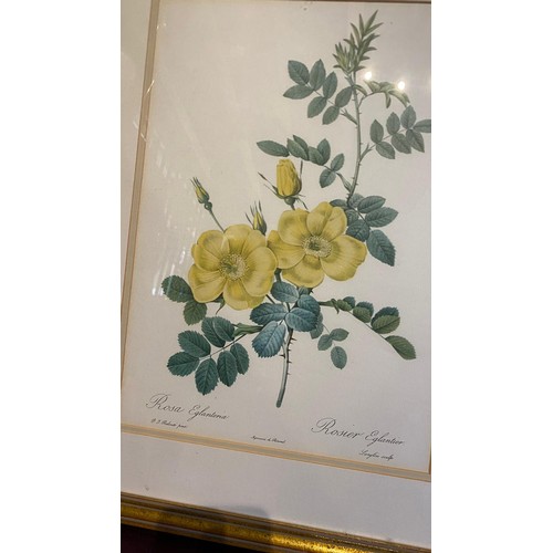 928 - A 20th century framed and glazed rose print / All lots are located at The Barn, Hampstead Farm, Nr H... 