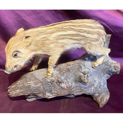 860 - Mounted wild boar piglet taxidermy on a natural driftwood base.   / All lots are located at The Barn... 