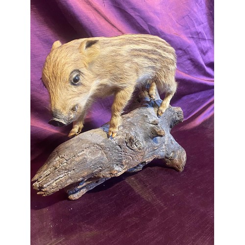 860 - Mounted wild boar piglet taxidermy on a natural driftwood base.   / All lots are located at The Barn... 