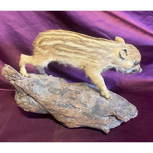 860 - Mounted wild boar piglet taxidermy on a natural driftwood base.   / All lots are located at The Barn... 