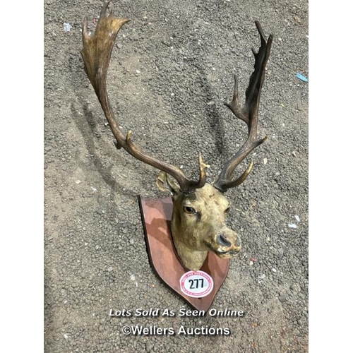 277 - A taxidermy fallow deer head on wooden plaque, antler width 55cm, total height 92cm (h) / Please bri... 