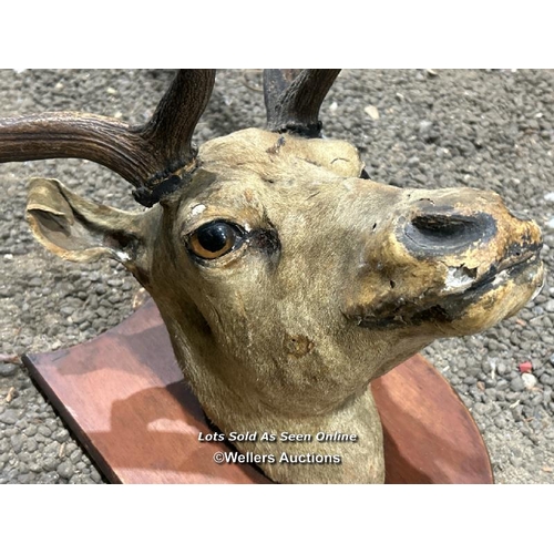 277 - A taxidermy fallow deer head on wooden plaque, antler width 55cm, total height 92cm (h) / Please bri... 