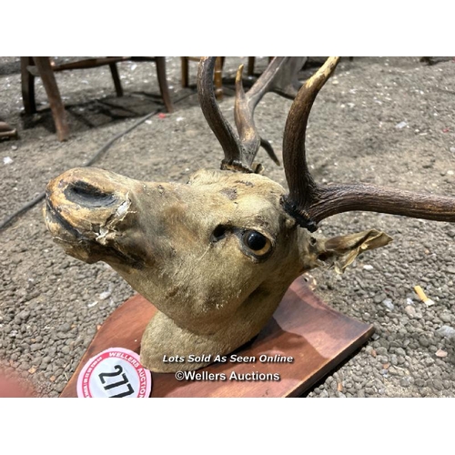 277 - A taxidermy fallow deer head on wooden plaque, antler width 55cm, total height 92cm (h) / Please bri... 