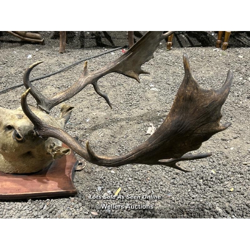 277 - A taxidermy fallow deer head on wooden plaque, antler width 55cm, total height 92cm (h) / Please bri... 