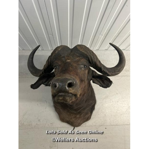 59 - Taxidermy water buffalo, neck to nose is 88cm long x 90cm horn width / container no: s207 / titan st... 