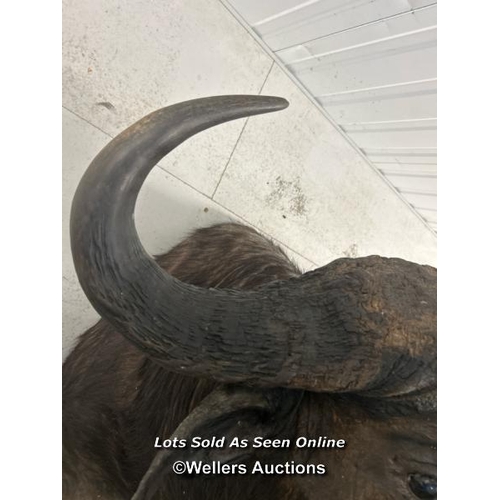 59 - Taxidermy water buffalo, neck to nose is 88cm long x 90cm horn width / container no: s207 / titan st... 