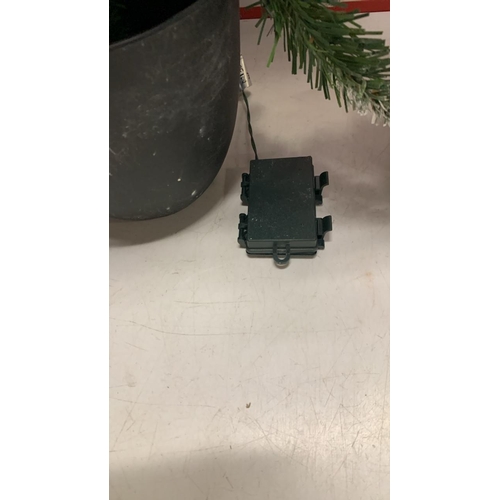 8055 - X2 NEW POTTED CHRISTMAS TREES