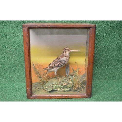 425 - Taxidermy Common Snipe standing on a naturalistic base and contained in glazed case - 11