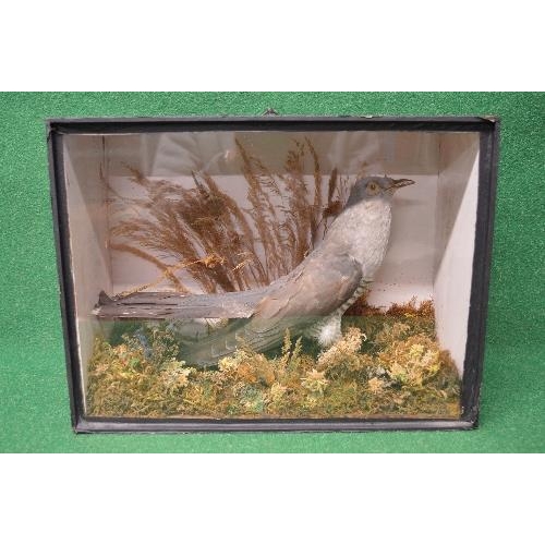 426 - Taxidermy Common Cuckoo contained in a glazed case with a naturalistic setting - 10