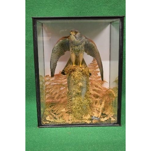 428 - S Strath taxidermy of a Common Kestrel perched on a wooden stump in a naturalistic setting, containe... 