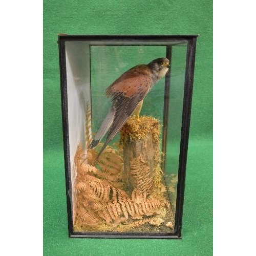 428 - S Strath taxidermy of a Common Kestrel perched on a wooden stump in a naturalistic setting, containe... 