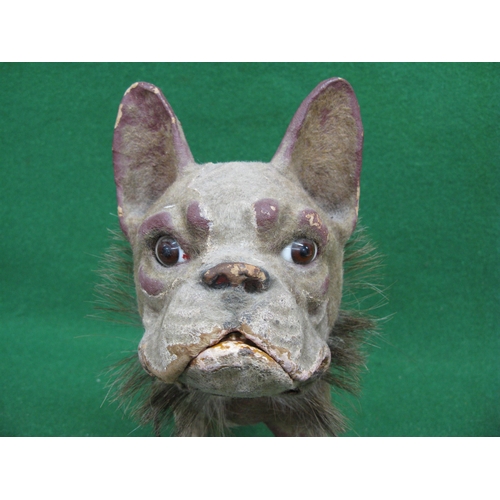 445 - Possibly 19th century papier mache flock covered French Bulldog with nodding head, articulated jaw, ... 