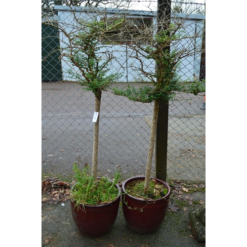 30 - Pair of potted standard box trees in red glazed pots (one pot cracked)