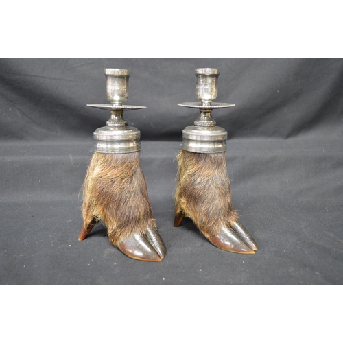 222 - Pair of taxidermy wild boar hoof/trotter candlesticks with silver plated sconces - 7