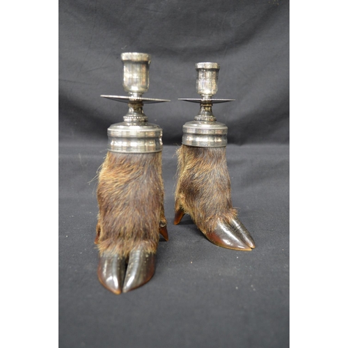 222 - Pair of taxidermy wild boar hoof/trotter candlesticks with silver plated sconces - 7