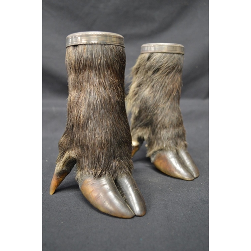 223 - Pair of taxidermy wild boar hoof/trotter beakers with silver plated liners and rims - 6.75