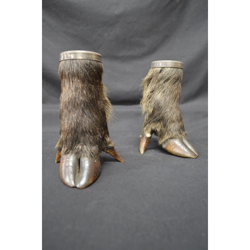 223 - Pair of taxidermy wild boar hoof/trotter beakers with silver plated liners and rims - 6.75