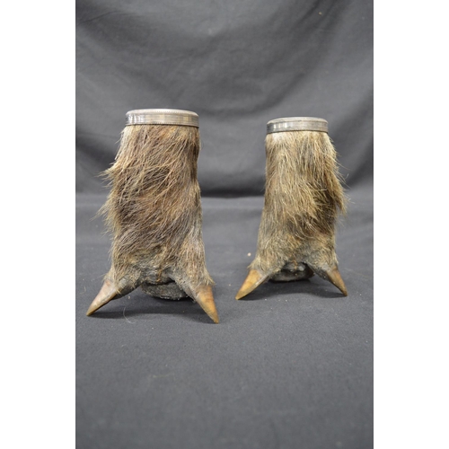 223 - Pair of taxidermy wild boar hoof/trotter beakers with silver plated liners and rims - 6.75