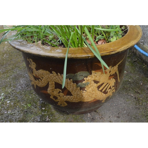 216 - Oriental glazed planter potted with cordyline - 58cm x 38cm tall (pot)