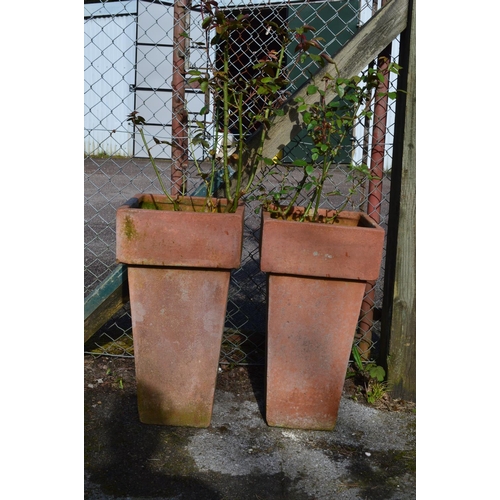 71 - Pair of tall square terracotta style plant pots potted with roses - 37cm x 71cm tall