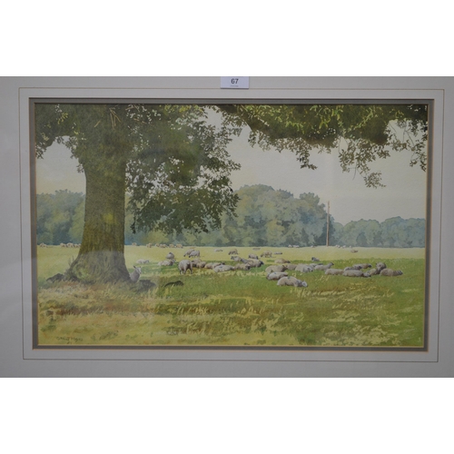 67 - Cyril J Mayes (British, 20th century) watercolour titled Sheep Grazing in Burghley Park - 53cm x 34c... 