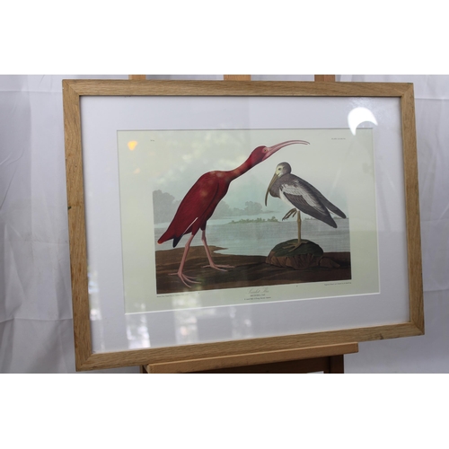 26 - Original Print of Ibis Rubra Birds, 51 x 38 cm