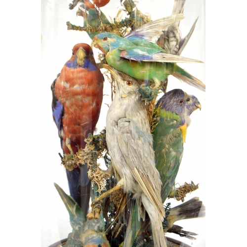 566 - Taxidermy - Good group display of exotic birds, modelled perched on naturalistic foliage, on a gilt ... 