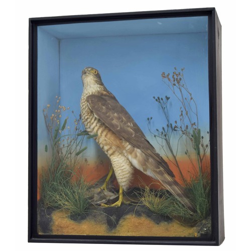 644 - Taxidermy - a Buzzard with prey, mounted in a naturalistic setting with grasses, within a glazed box... 